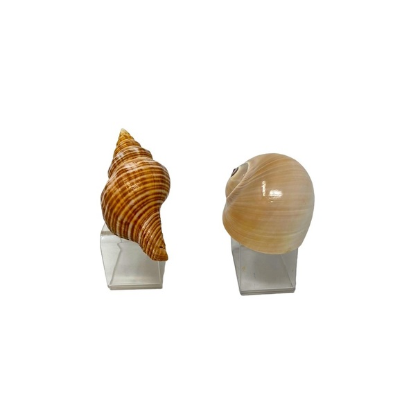 2 Beautiful Seashells | Napkin Rings | Hermit Crabs Shell | Square Base - Picture 3 of 6
